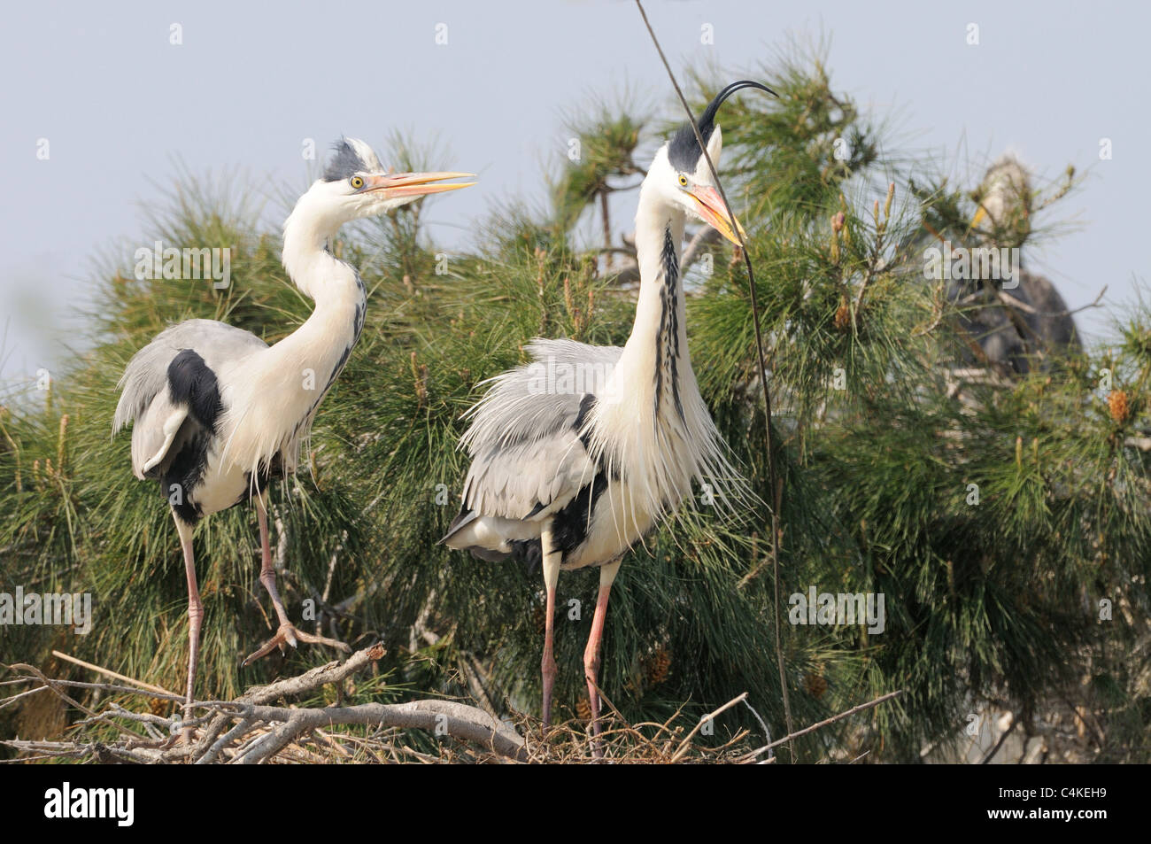 Airone cenerino Ardea cinerea adulti la visualizzazione a nido con bastoni fotografato in Camargue, Francia Foto Stock