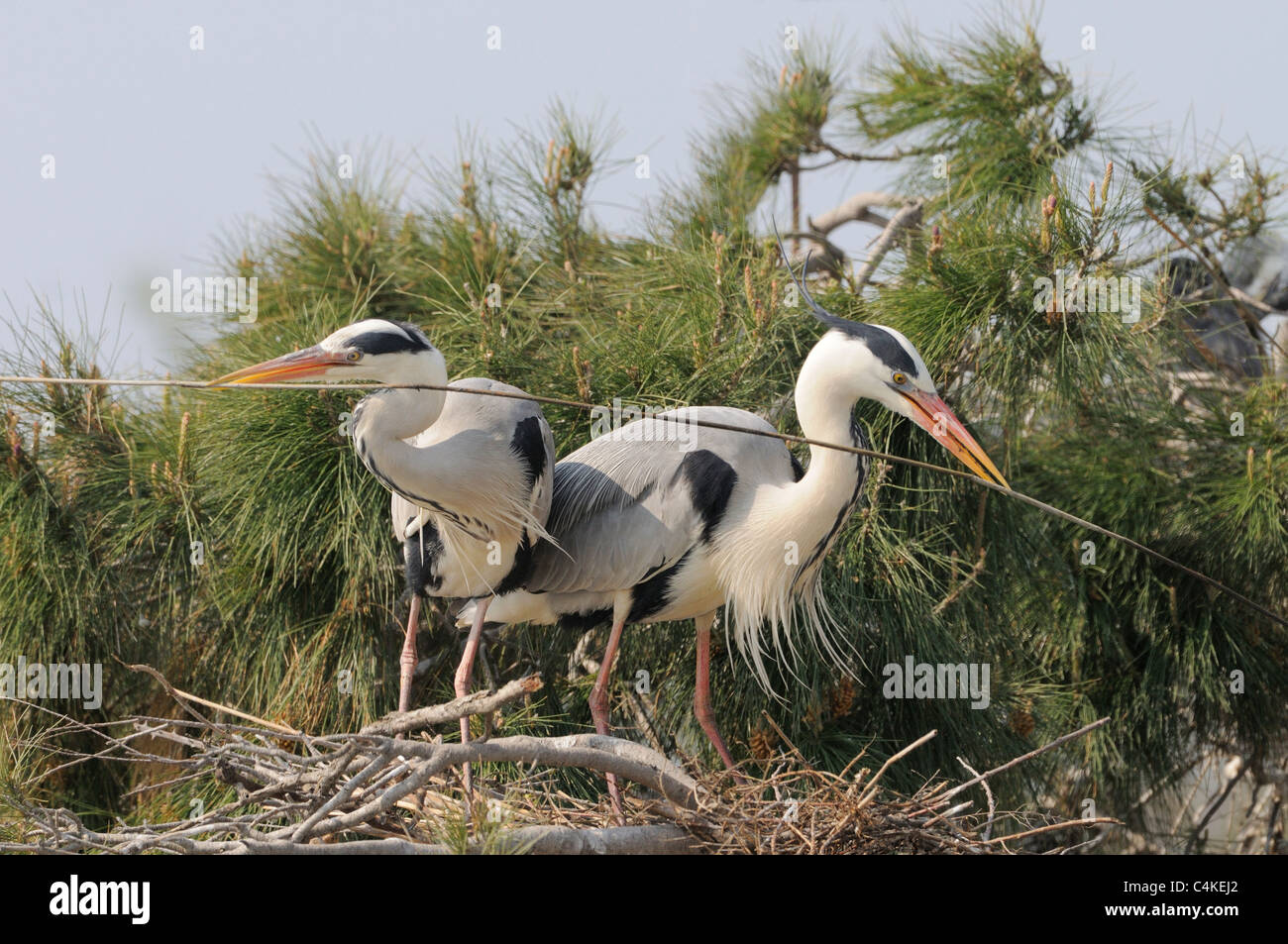 Airone cenerino Ardea cinerea adulti la visualizzazione a nido con bastoni fotografato in Camargue, Francia Foto Stock