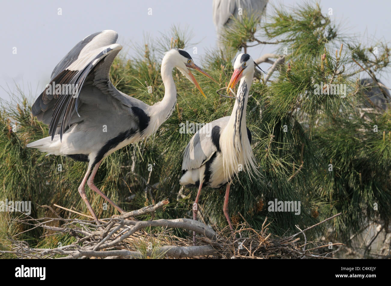 Airone cenerino Ardea cinerea adulti la visualizzazione a nido con bastoni fotografato in Camargue, Francia Foto Stock