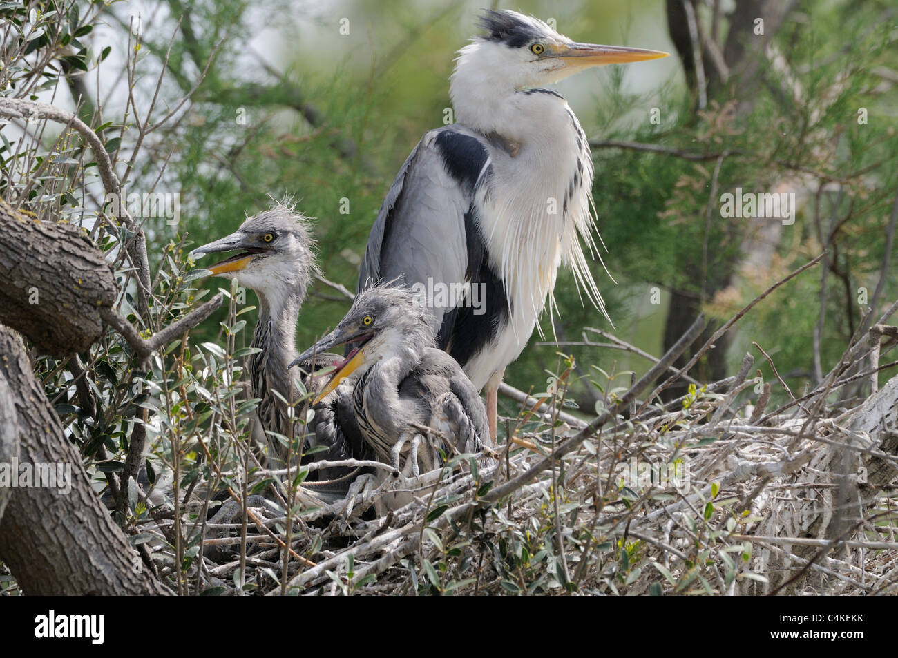 Airone cenerino Ardea cinerea adulto con pulcini a nido fotografato in Camargue, Francia Foto Stock