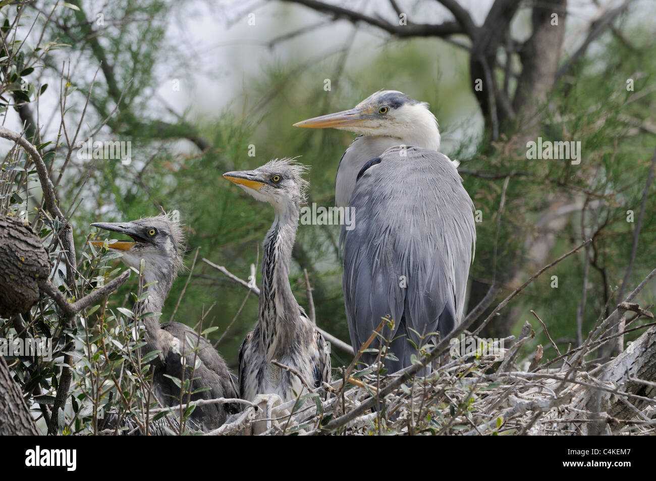 Airone cenerino Ardea cinerea adulto con pulcini a nido fotografato in Camargue, Francia Foto Stock
