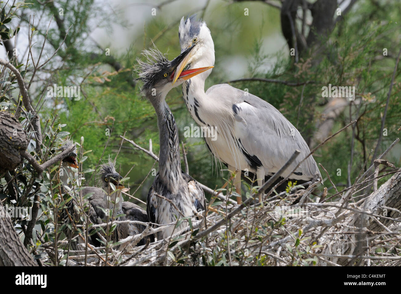 Airone cenerino Ardea cinerea adulto alimentazione di pulcini a nido fotografato in Camargue, Francia Foto Stock