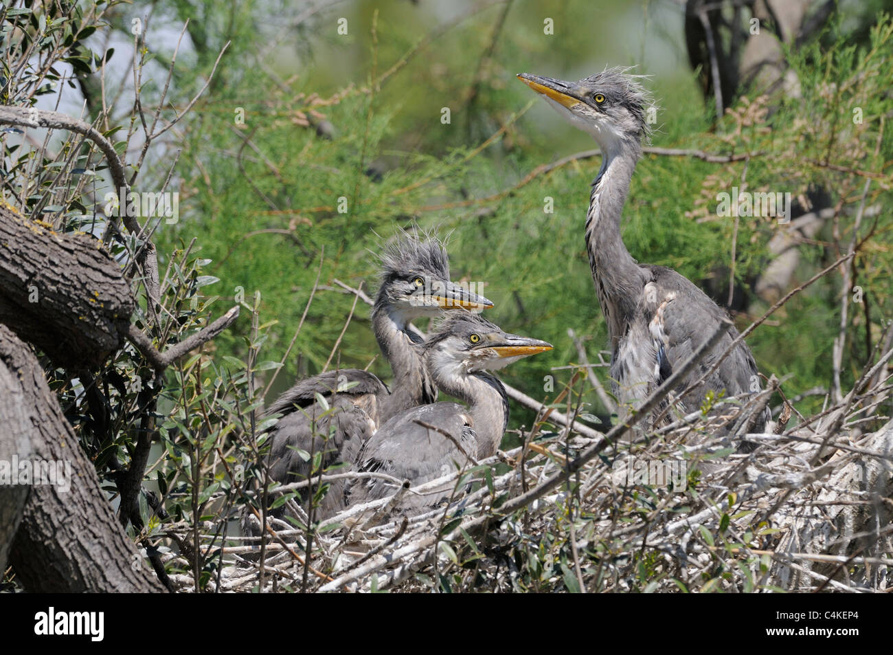 Airone cenerino Ardea cinerea pulcini a nido fotografato in Camargue, Francia Foto Stock