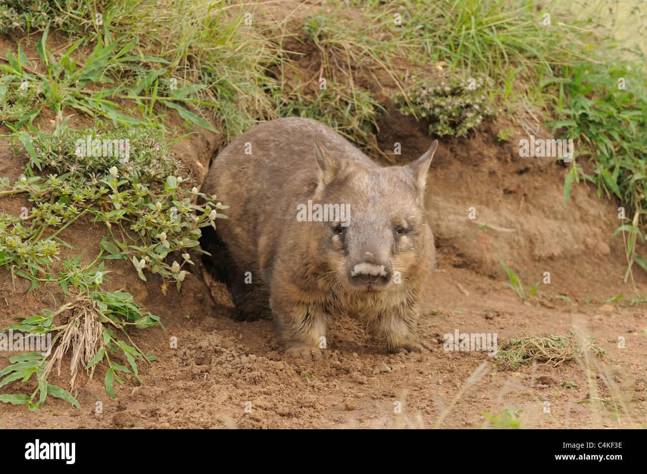 Southern Hairy-becchi Wombat Lasiorhinus latifrons adulto presso burrow entrata. Captive. Fotografato nel Queensland, Australia Foto Stock