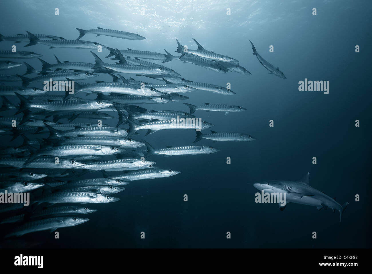 Opposizione. Grey Reef shark e scuola di barracuda. Foto Stock