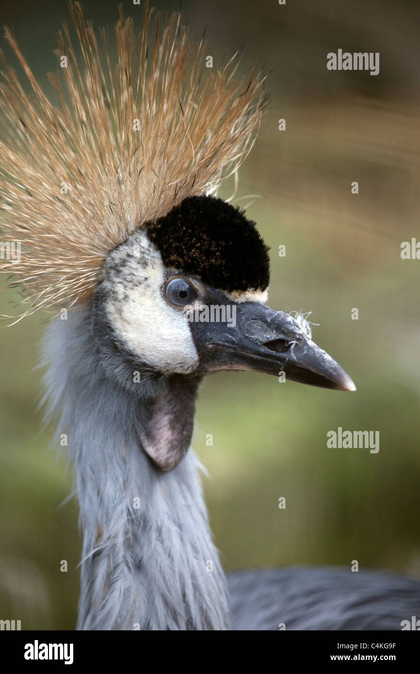 African Crowned Crane; Balearica regulorum Foto Stock