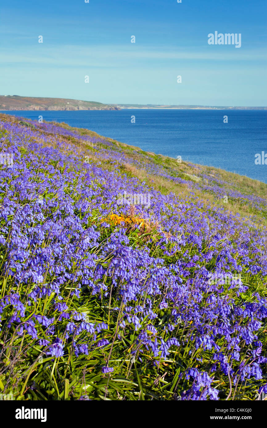 Bluebells; Hyacinthoides non scripta; alla Prussia Cove; Cornovaglia Foto Stock