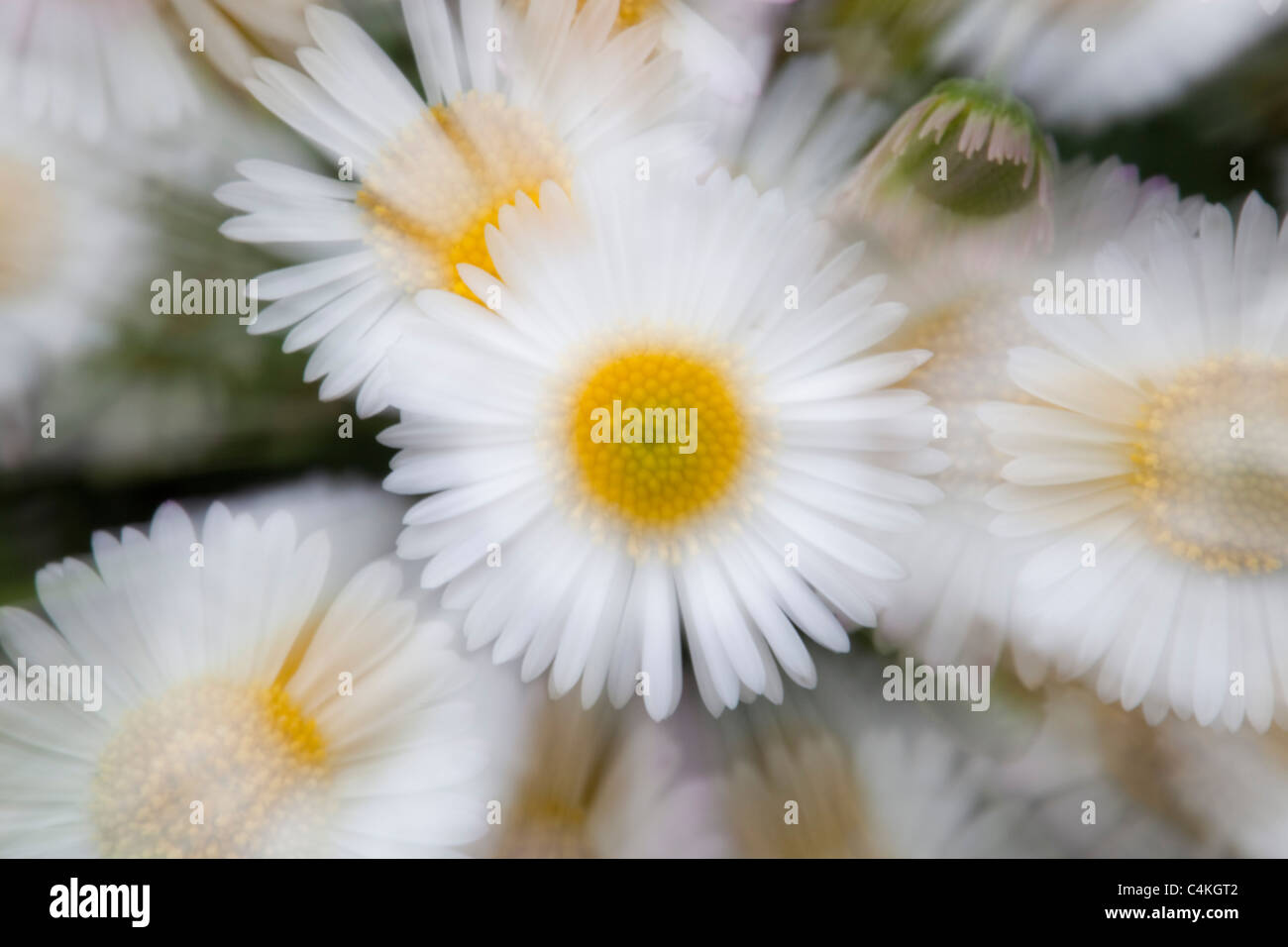 Fleabane messicano; Erigeron mucronatus; interpretazione creativa Foto Stock