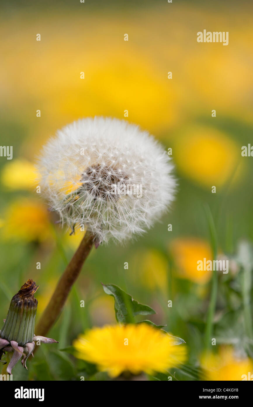 Tarassaco; Taraxacum officinale; seme head con bud e fiore Foto Stock