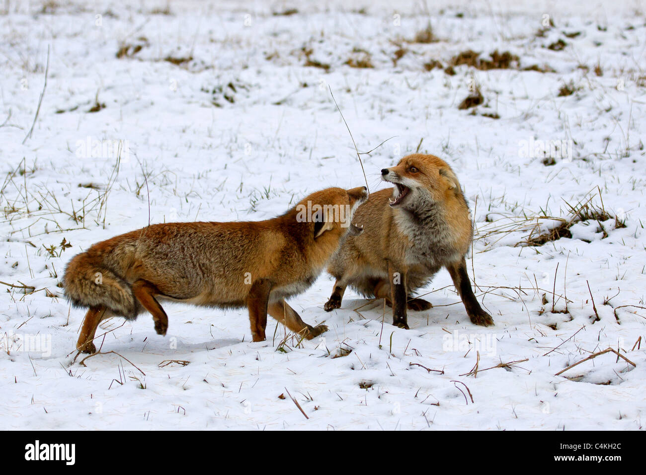 Due volpi rosse (Vulpes vulpes vulpes) combattere in modo aggressivo la neve in inverno Foto Stock