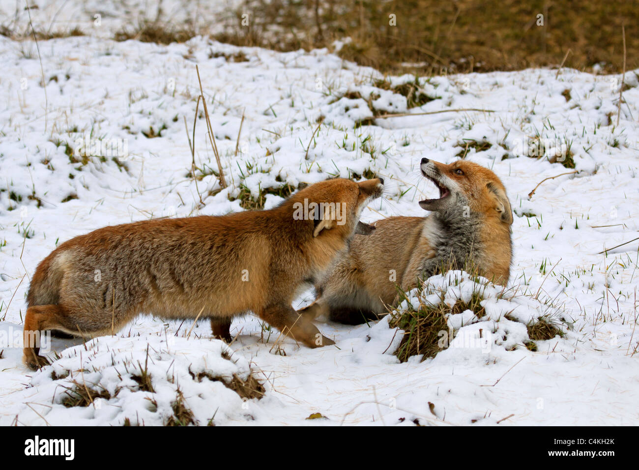 Due volpi rosse (Vulpes vulpes vulpes) combattere in modo aggressivo la neve in inverno Foto Stock