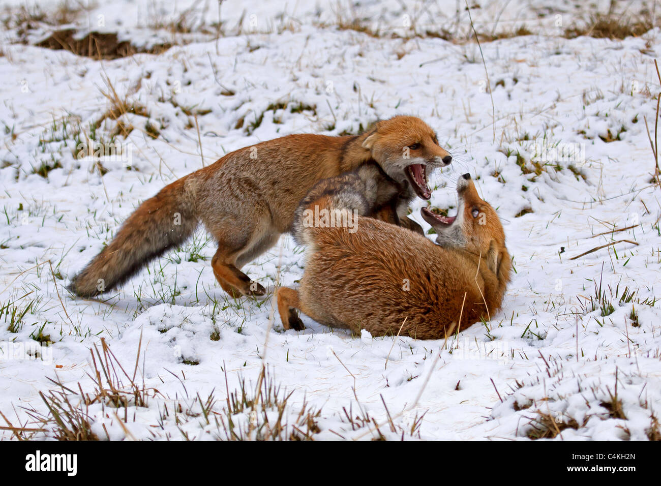 Due volpi rosse (Vulpes vulpes vulpes) e la lotta contro la neve in inverno Foto Stock