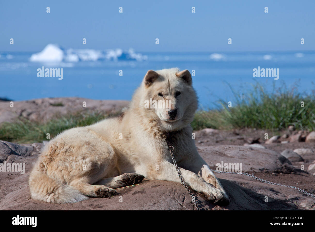 La Groenlandia cane (Canis lupus familiaris) cane della slitta e iceberg, Ilulissat, West-Greenland, Groenlandia Foto Stock