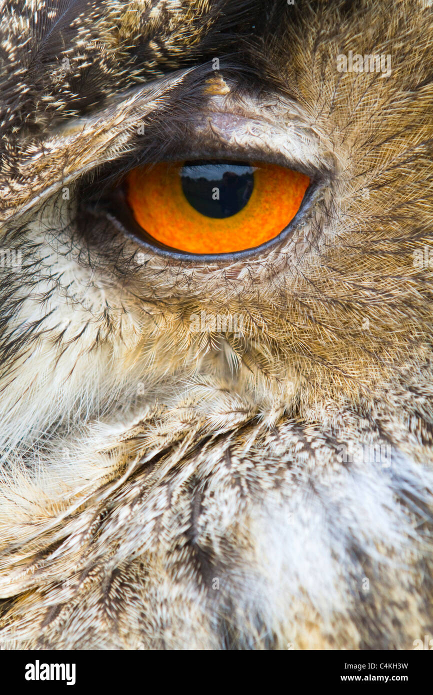 Gufo reale; Bubo bubo; chiudere occhio fino; captive bird Foto Stock