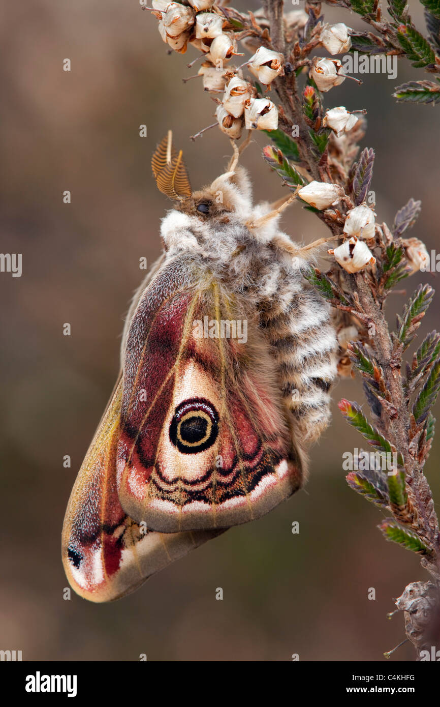 L'imperatore Moth; Saturnia pavonia; maschio è emerso di recente Foto Stock