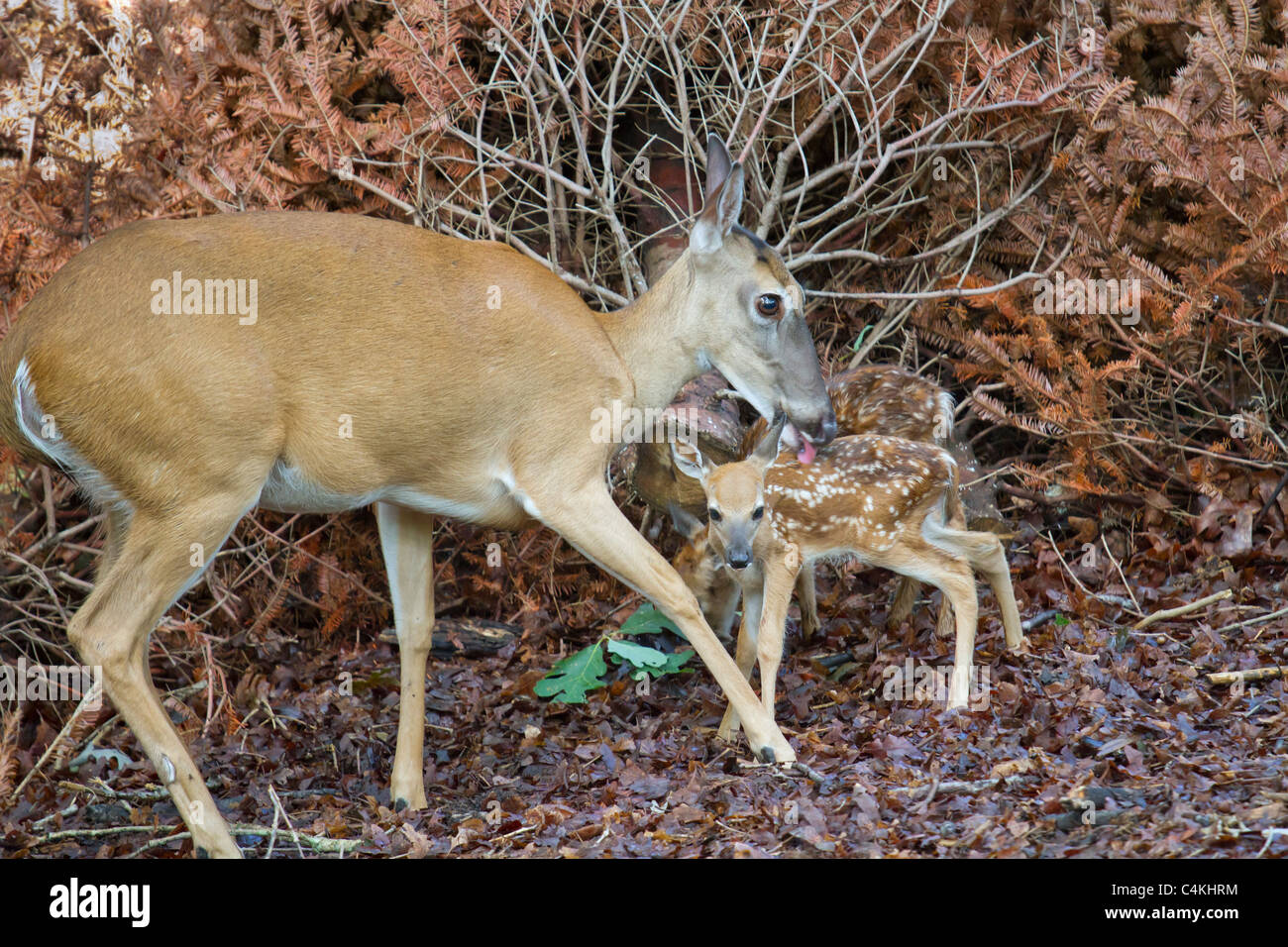 Femmina bianca-tailed deer (Odocoileus virginianus), toelettatura neonato cerbiatti. Foto Stock