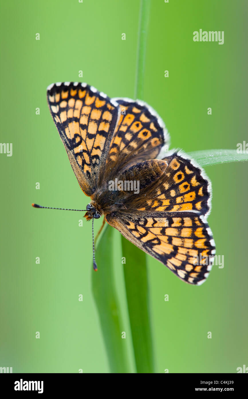 Glanville Fritillary Butterfly; Mellitaea cinxia Foto Stock
