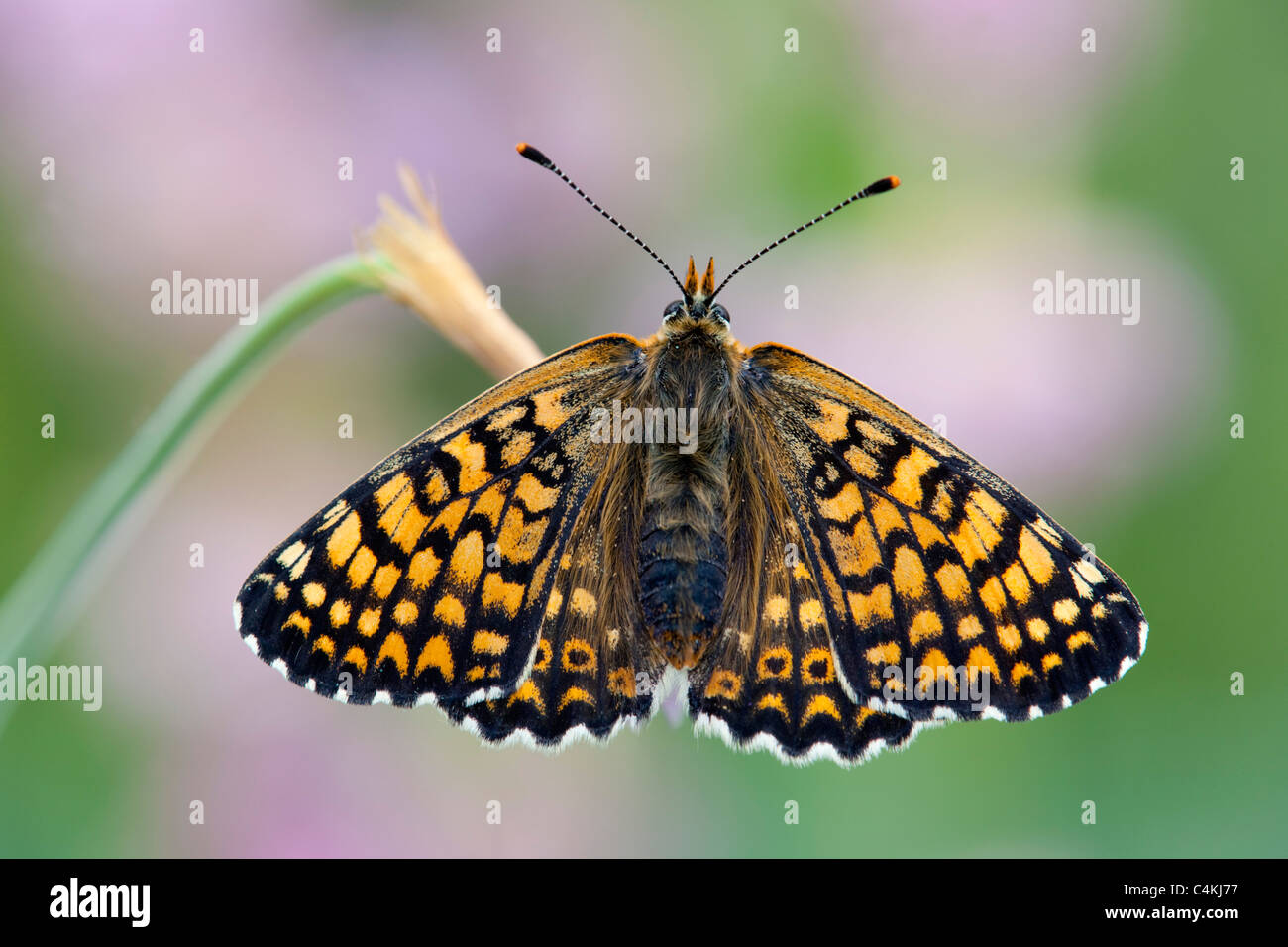 Glanville Fritillary Butterfly; Mellitaea cinxia Foto Stock