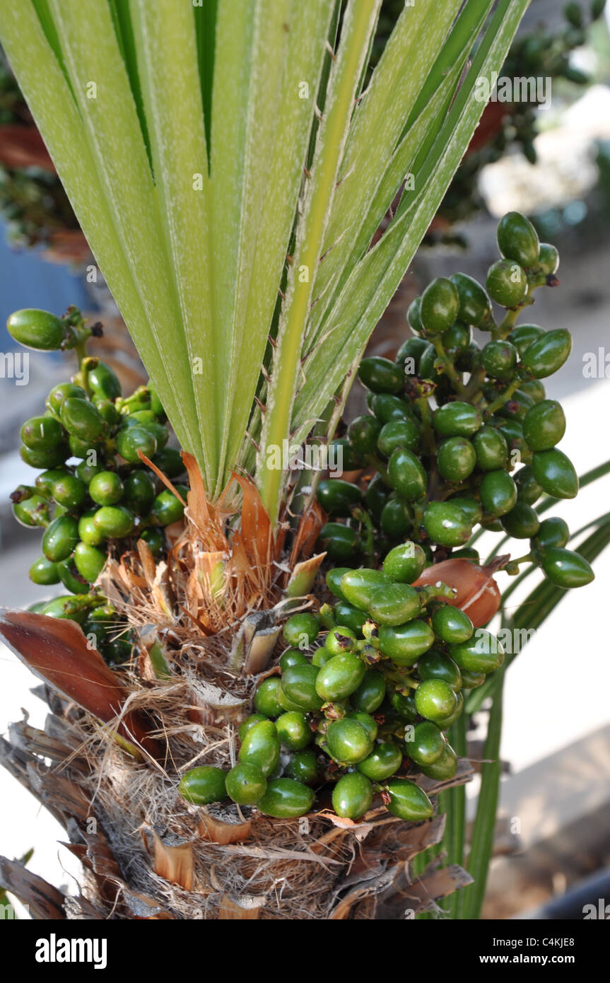 I semi o frutti di palma a Limassol Cipro Foto Stock
