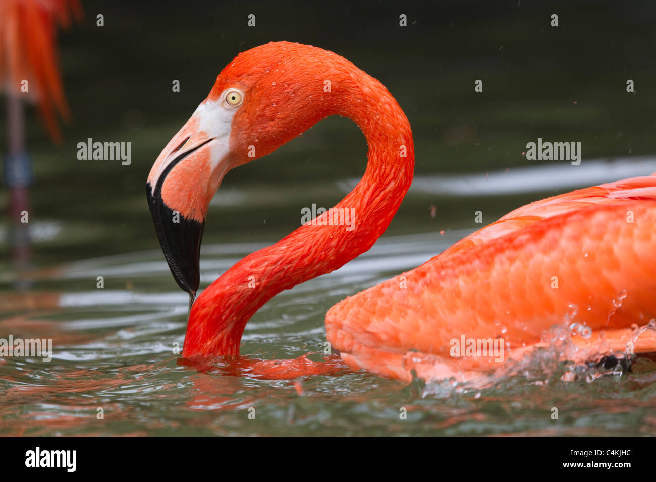 Fenicottero maggiore; Phoenicopterus roseus; captive bird Foto Stock
