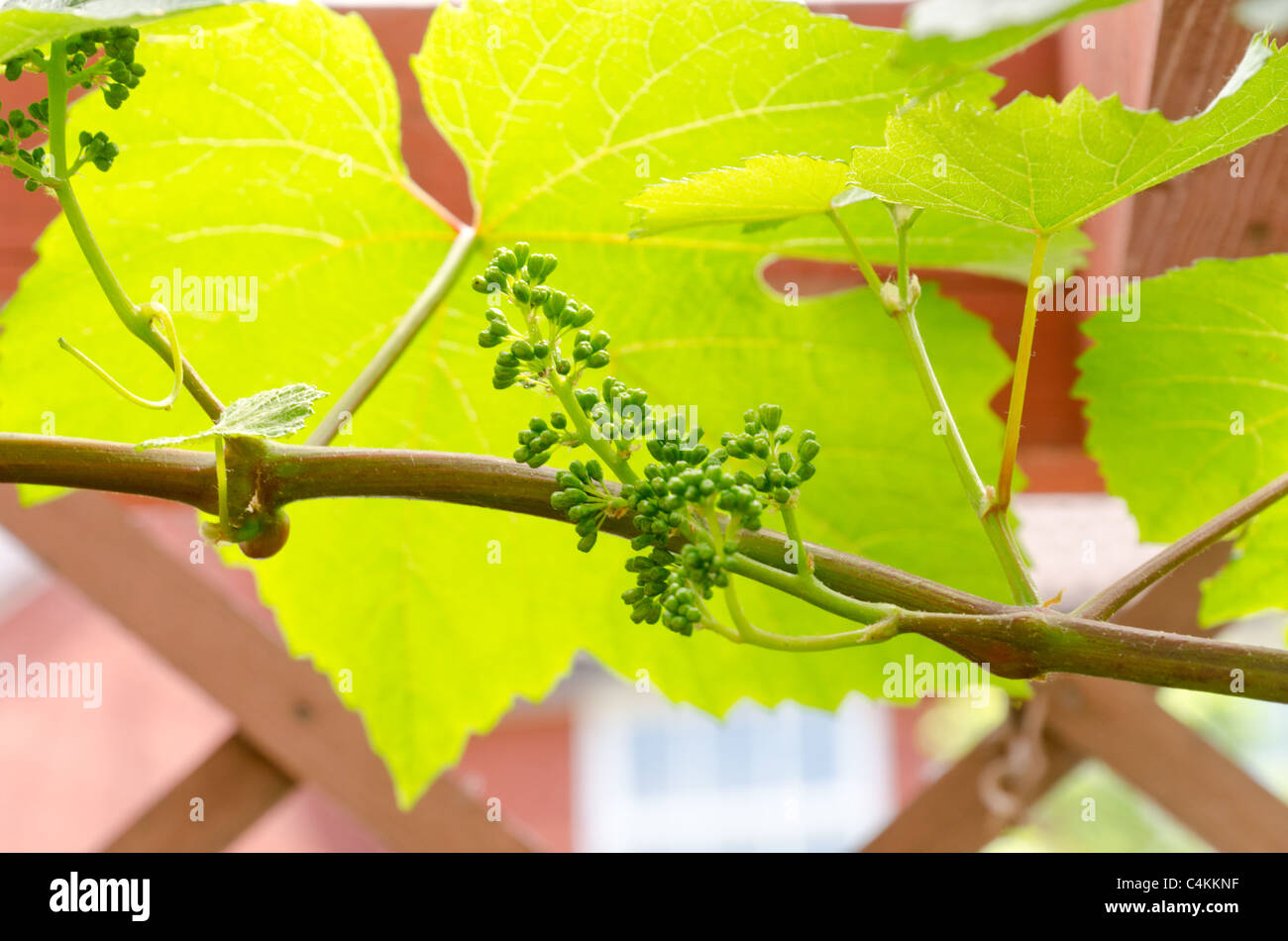 Vite con immaturo del grappolo di uva in vetro nel Regno Unito Foto Stock