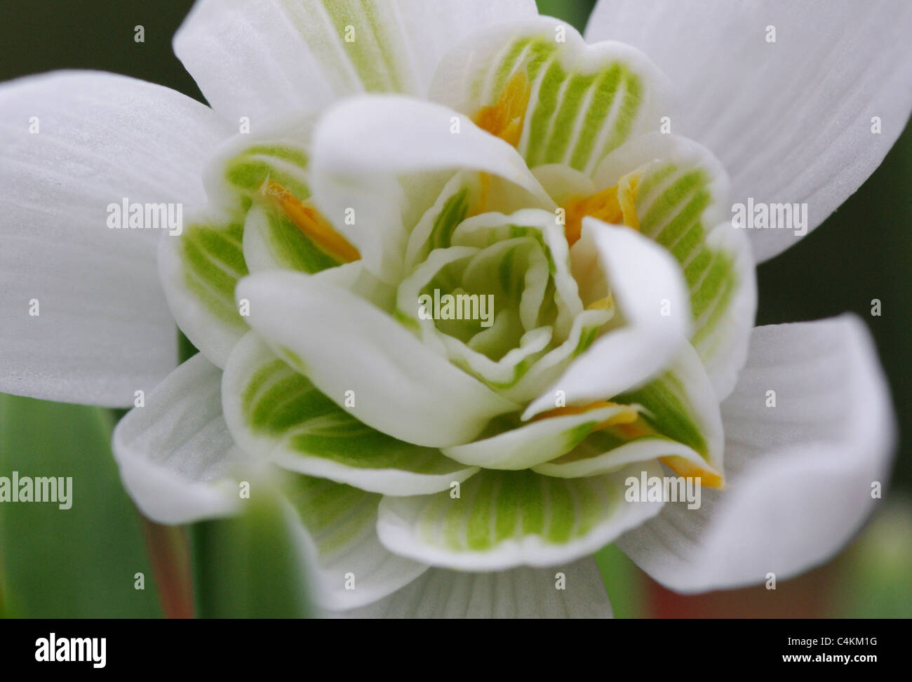 Close-up di doppio snowdrop fiore che mostra la sua complessità. Foto Stock
