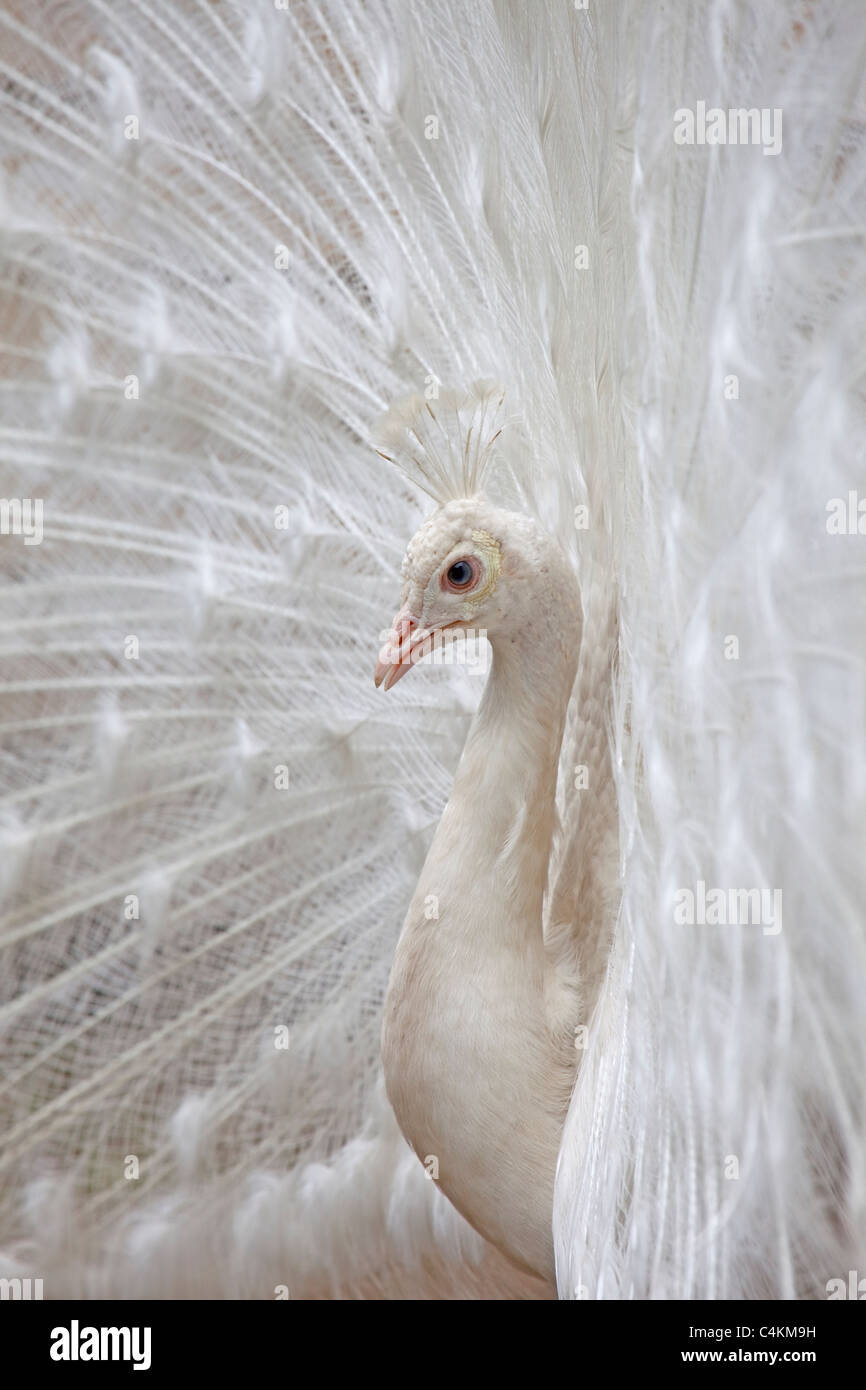 Close up indiana di svasatura peafowl le sue piume Foto Stock