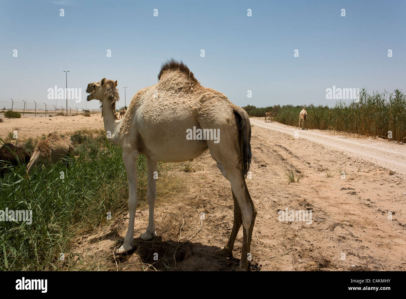 Dromedario, cammello arabo Camelus dromedarius, vicino Dammam provincia orientale dell'Arabia Saudita Foto Stock