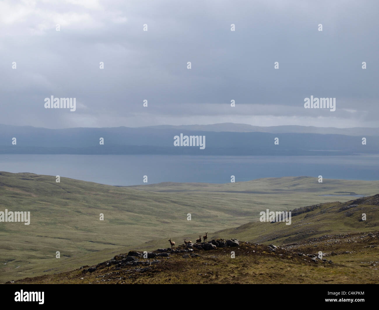 Cervi, Dubh Bheinn, Isle of Jura, Scozia Foto Stock