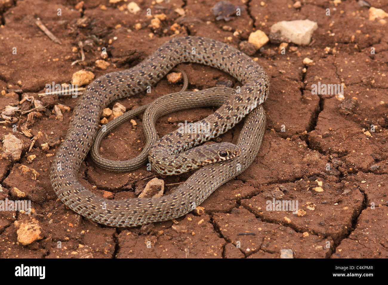 I capretti grandi Whipsnake (Coluber jugularis) fotografato in Israele nel Maggio Foto Stock