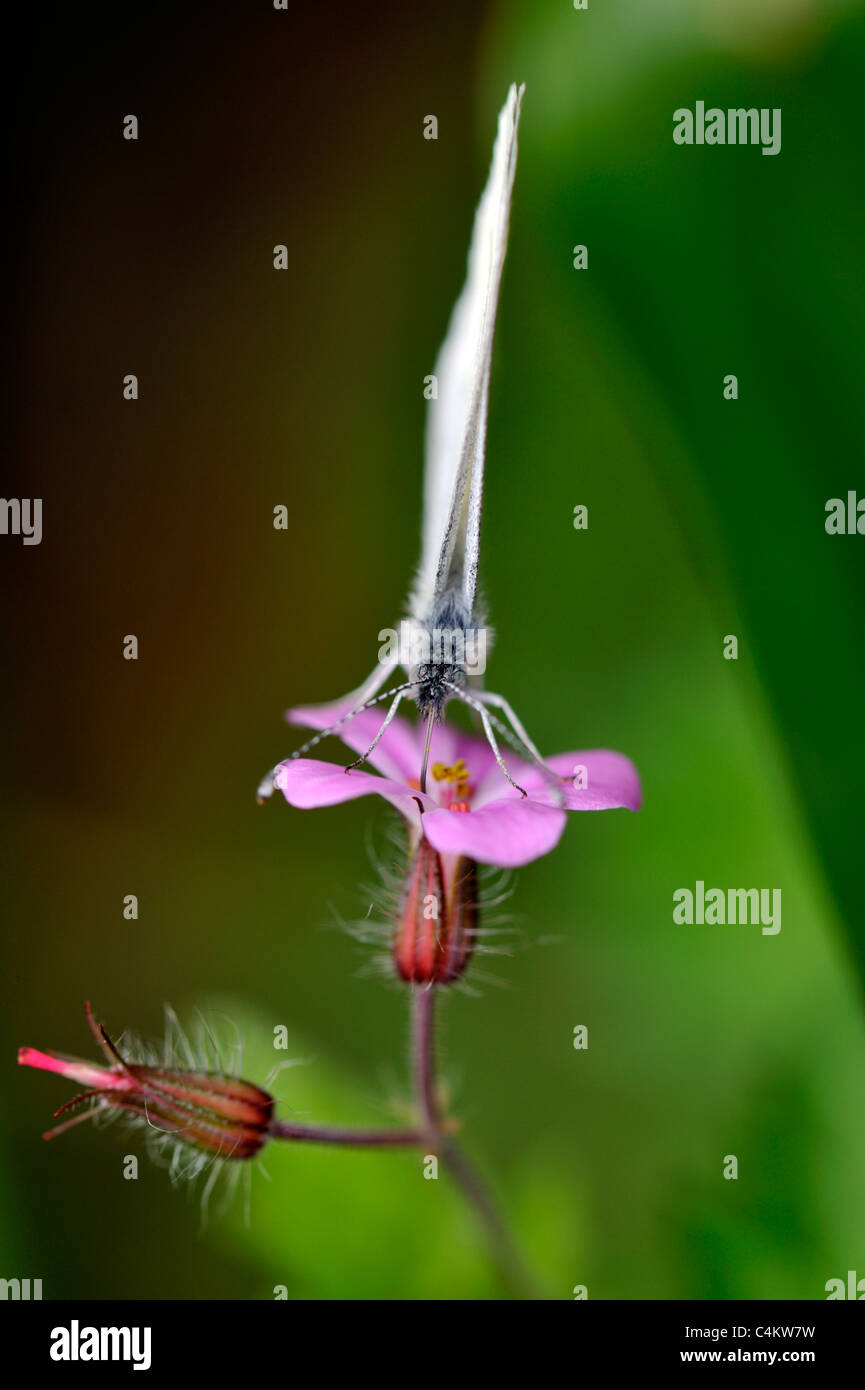 Legno bianco (Farfalla Leptidea sinapsis) Foto Stock