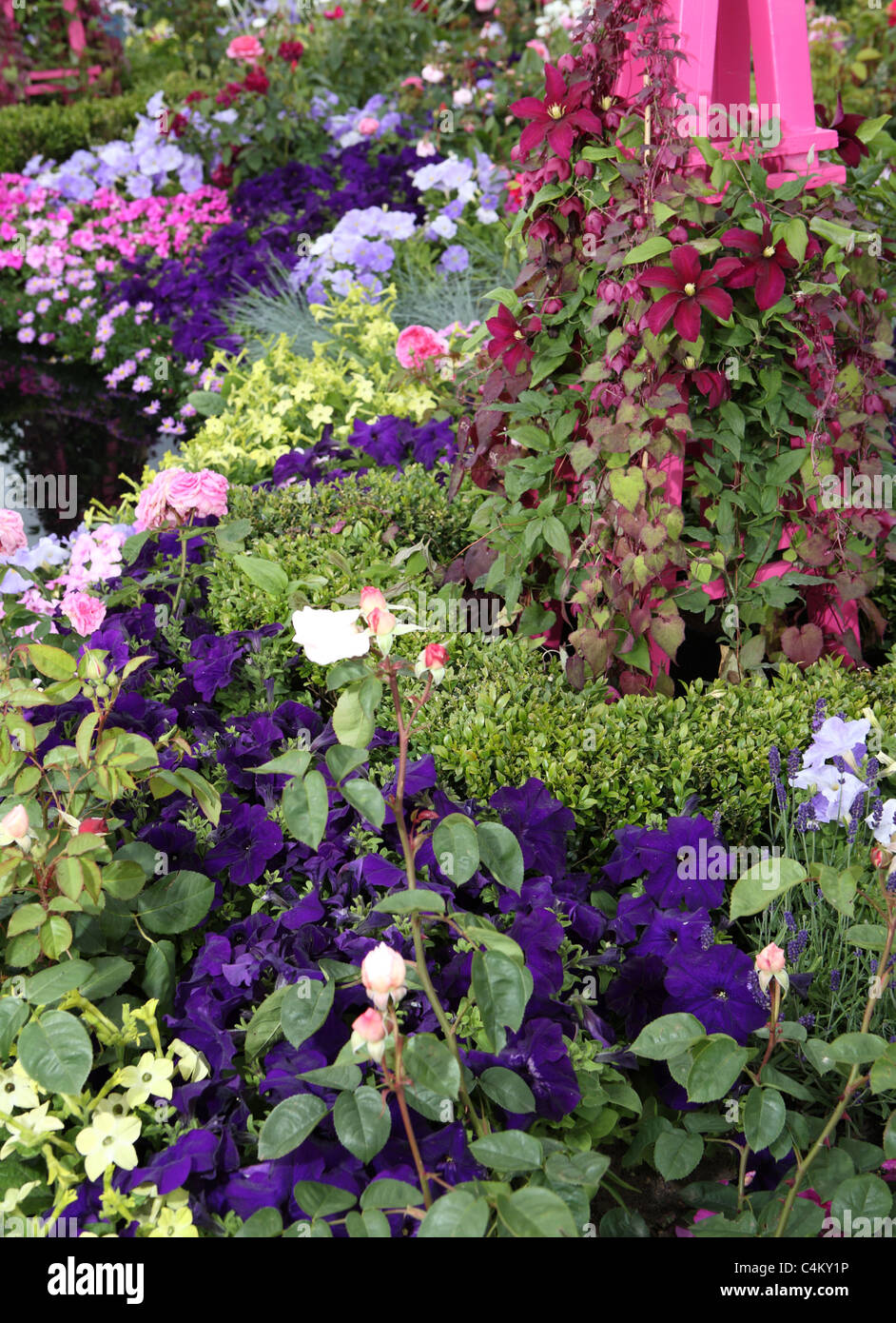 Blu borgogna e fiori che crescono in un giardino Foto Stock