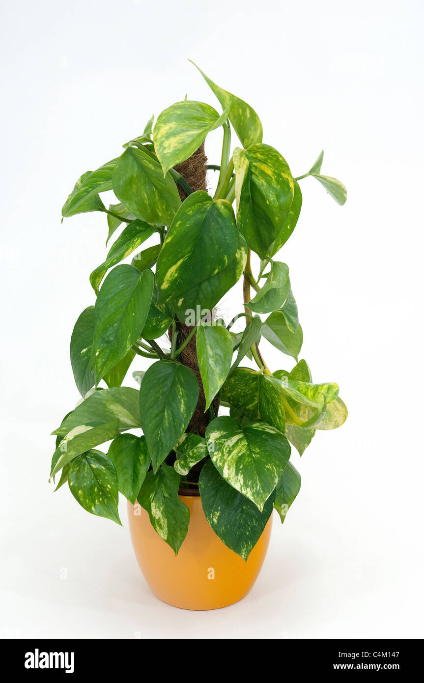 Pothos, argento vigna (Epipremnum aureum), pianta in vaso. Studio Immagine contro uno sfondo bianco. Foto Stock