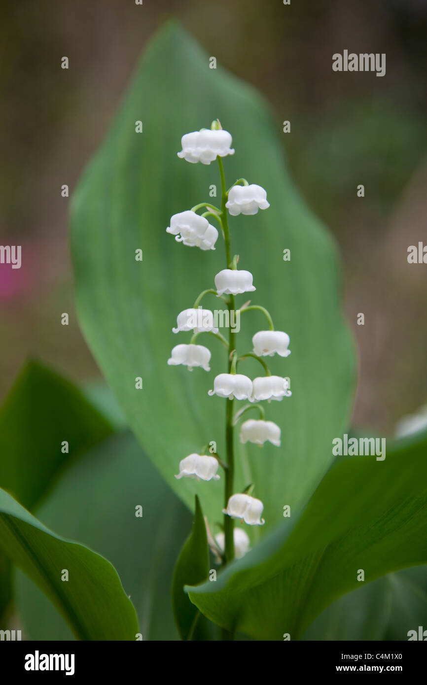 Il giglio della valle; convallaria majalis; la molla; Cornovaglia Foto Stock