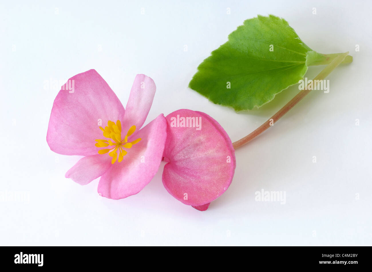 Begonia cera, cera-foglia di Begonia (Begonia x semperfloren-cultorum), fiore rosa e foglia. Foto Stock