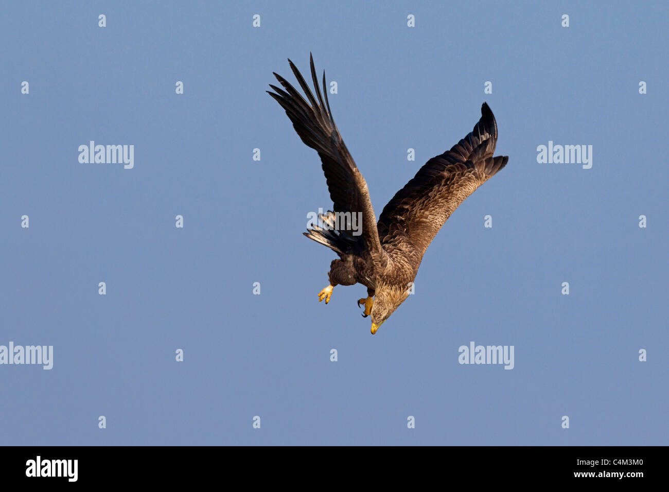 White-tailed Eagle / Sea Eagle / Erne (Haliaeetus albicilla) in volo spotting preda, Germania Foto Stock