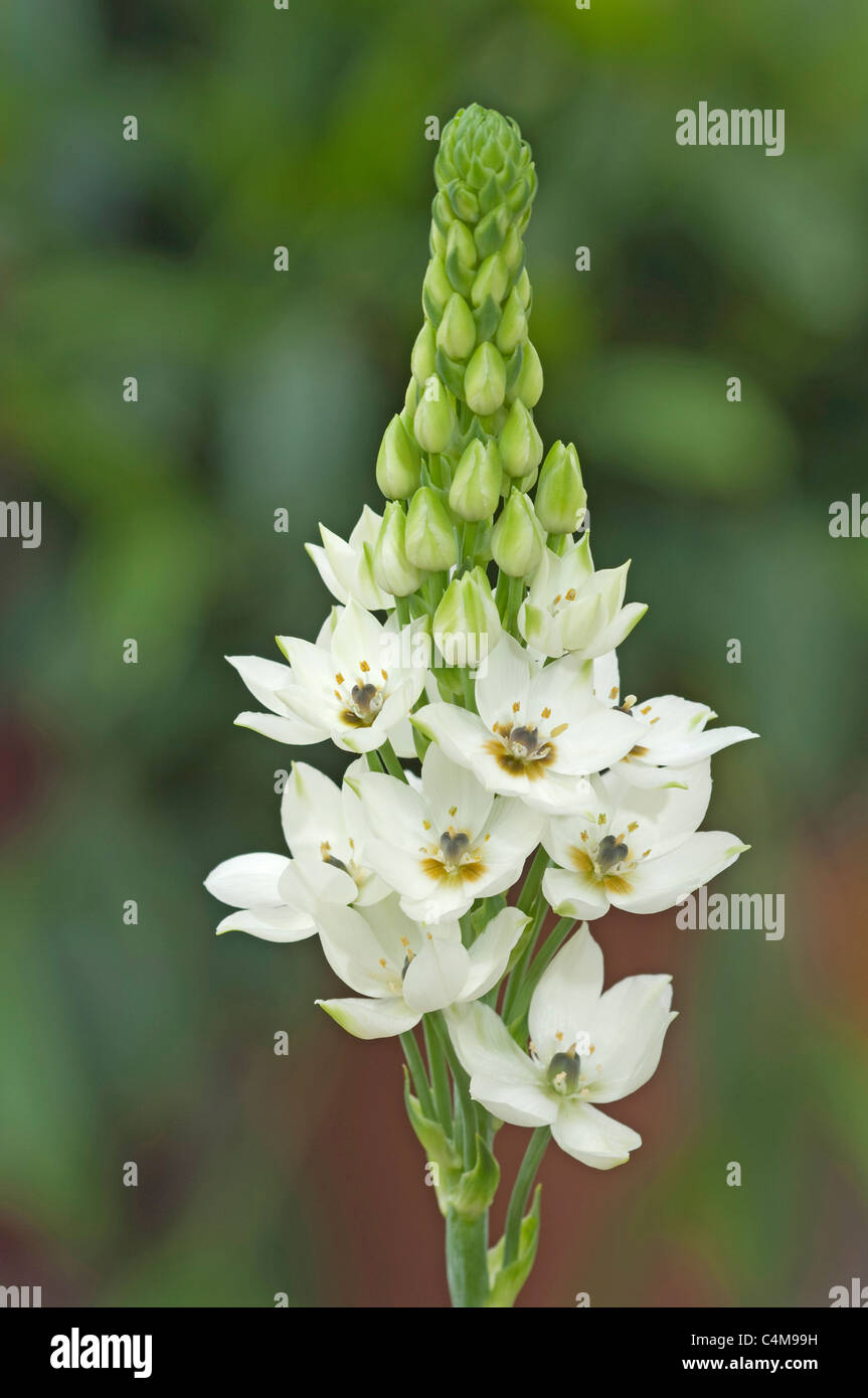 Starflower gigante (Ornithogalum magnum), bianco grappolo di fiori. Foto Stock