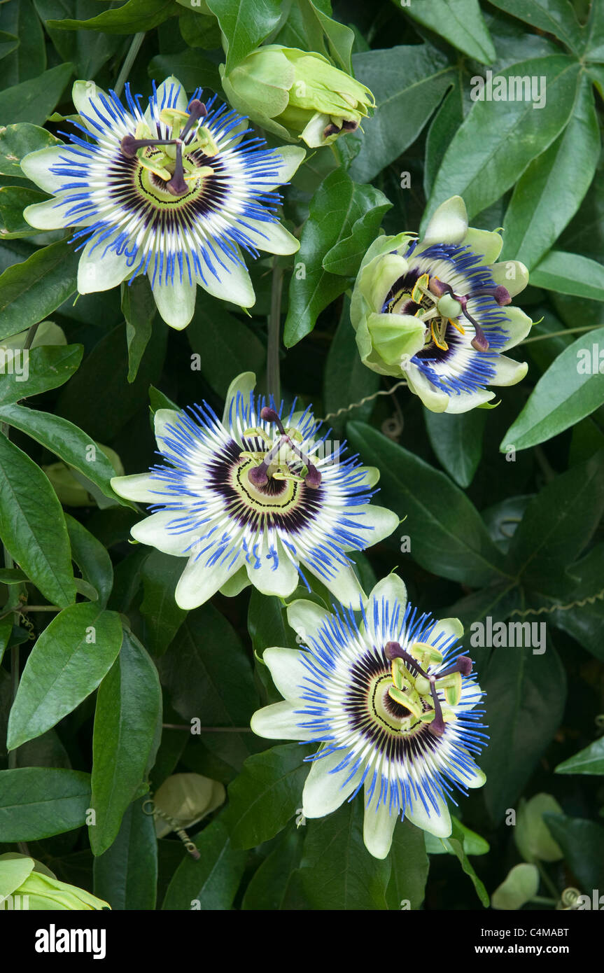 Il Blu fiore della passione (Passiflora caerulea), fioritura pianta in vaso. Foto Stock