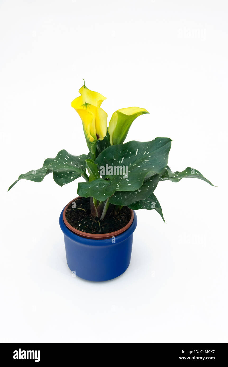 Arum Lily (Zantedeschia). Pianta in vaso. Studio Immagine contro uno sfondo bianco Foto Stock