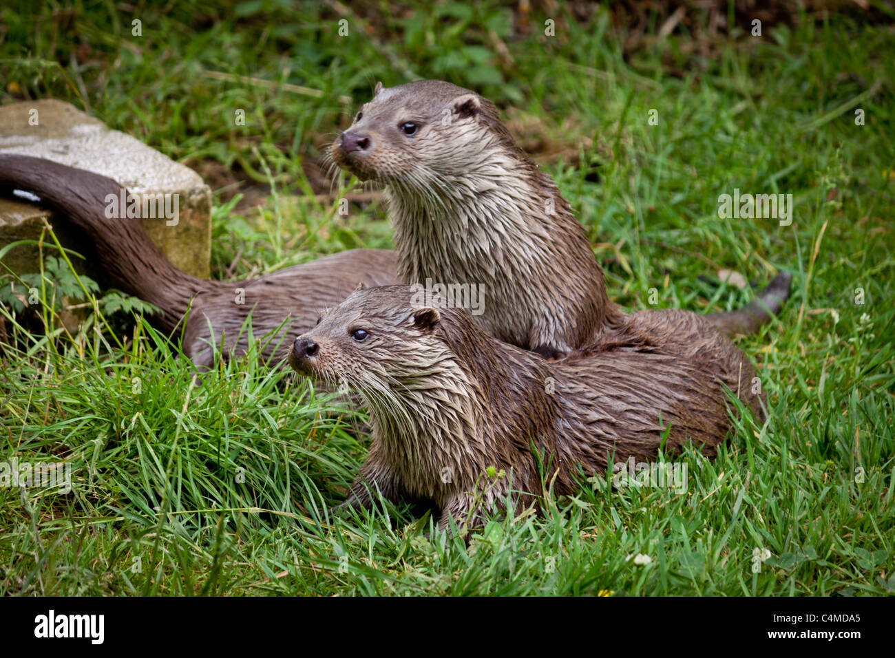 Lontre britanniche Foto Stock