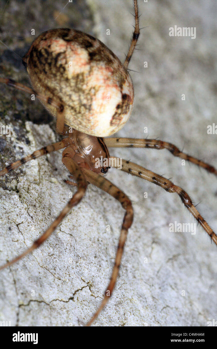 A lungo a ganasce spider, femmina Foto Stock