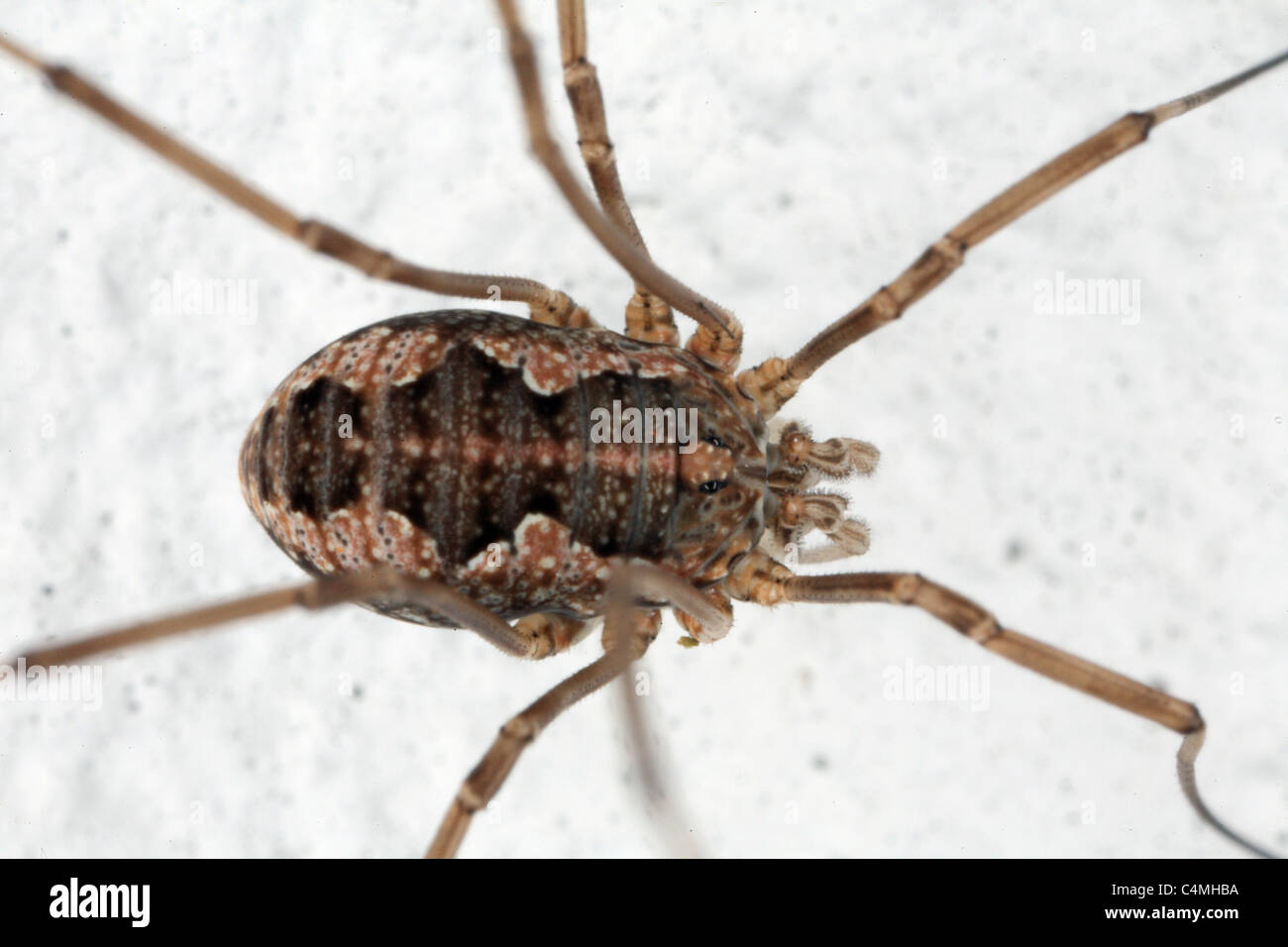 Harvestman Foto Stock