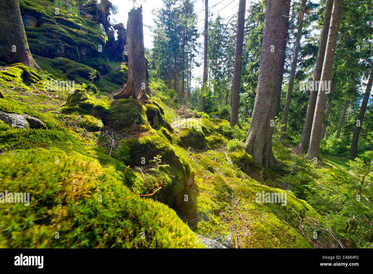 Nationalpark NP Bayerischer Wald Foresta Bavarese Mt. Falkenstein Mountain Bosco di abete rosso vacanza montagna roccia rocce morti di legno Foto Stock