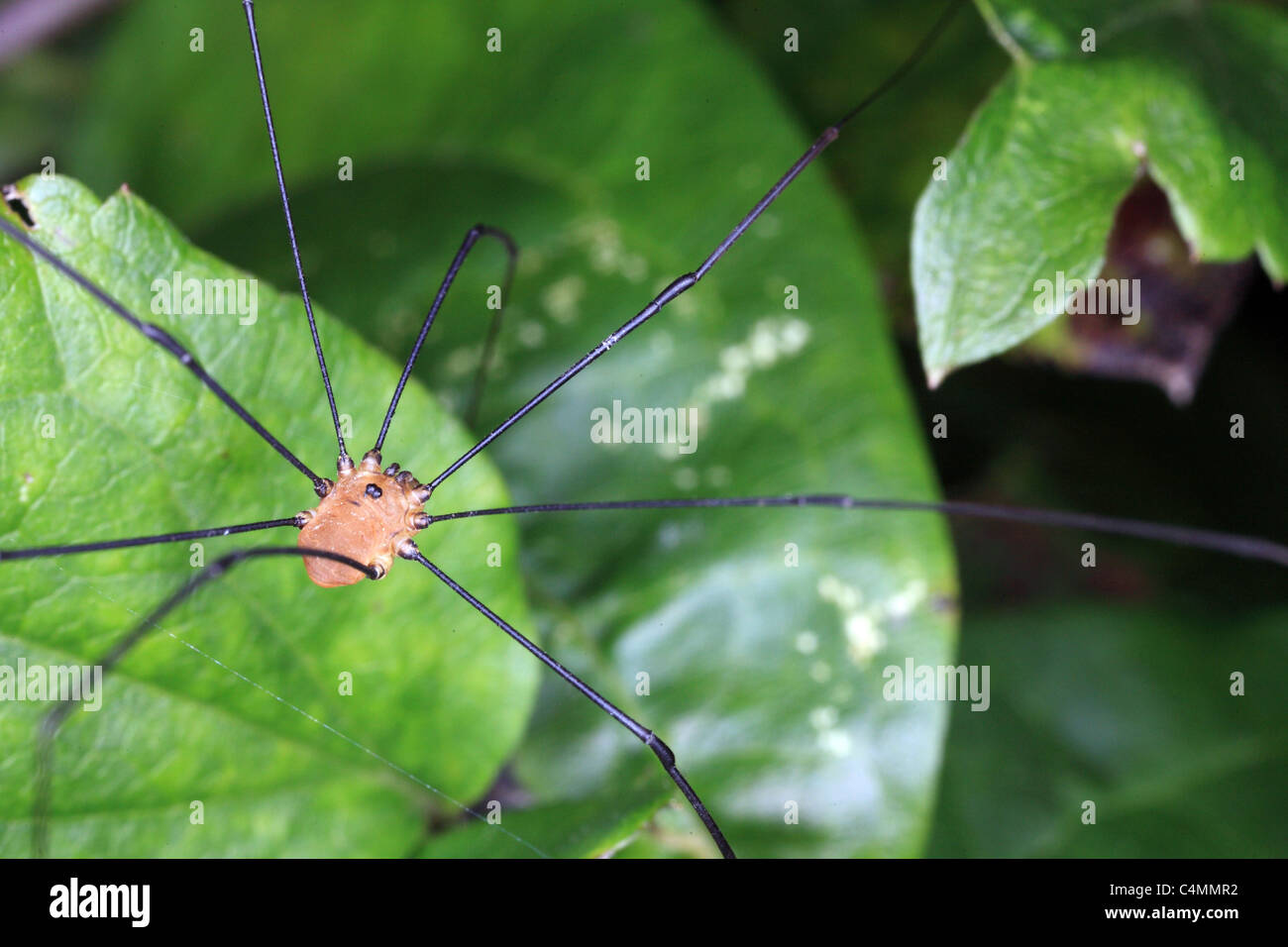 Harvestman Foto Stock