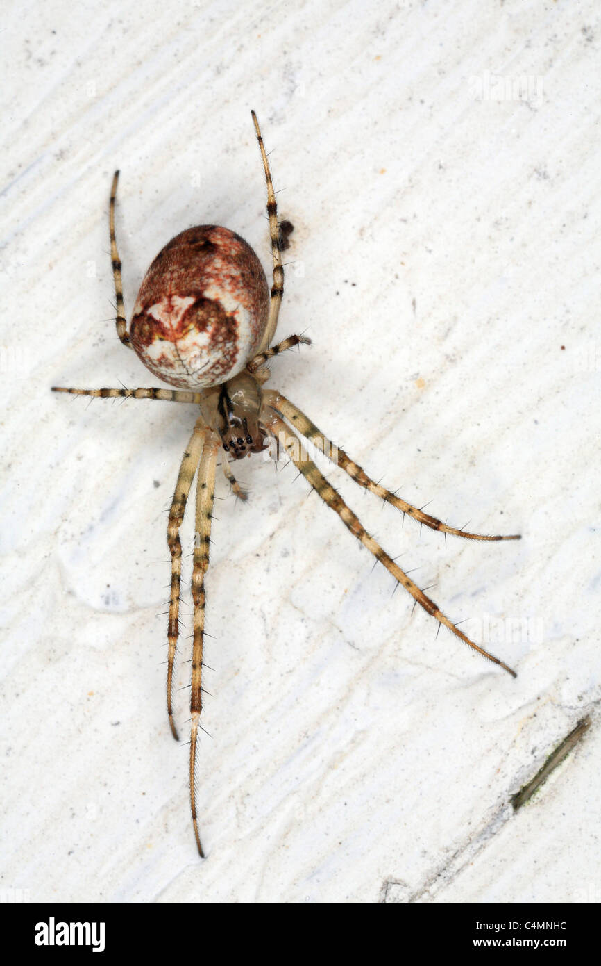 Giardino minore Spider Foto Stock
