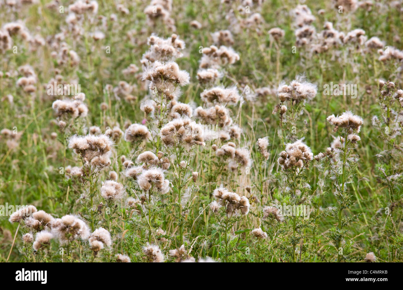 Thistle semi diffusione mediante dispersione del vento in un campo di Cotswolds, Gloucestershire, England, Regno Unito Foto Stock