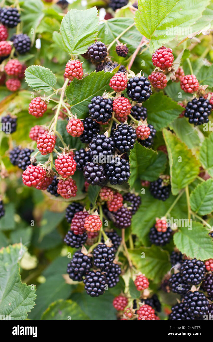 More di rovo che cresce su una boccola nel Gloucestershire, England, Regno Unito Foto Stock