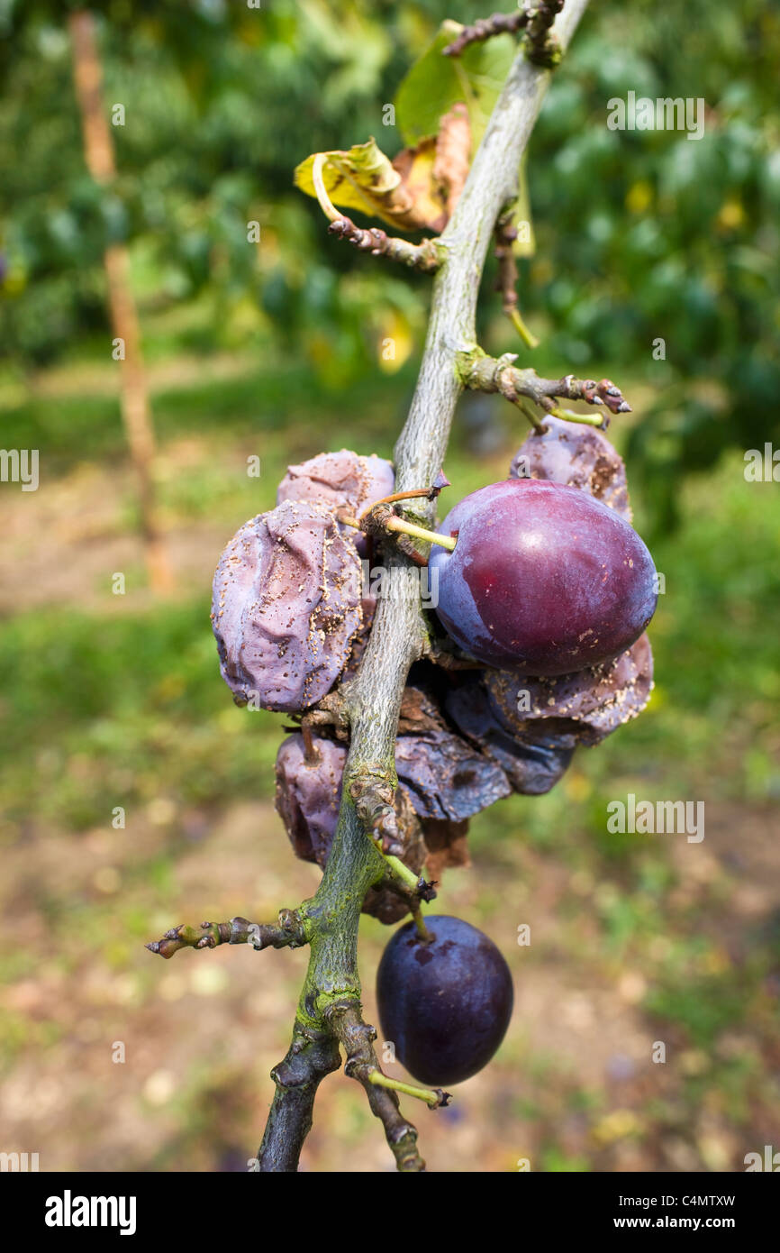 Victoria prugne compresi appassiti prugne su un susino nel Gloucestershire, England, Regno Unito Foto Stock