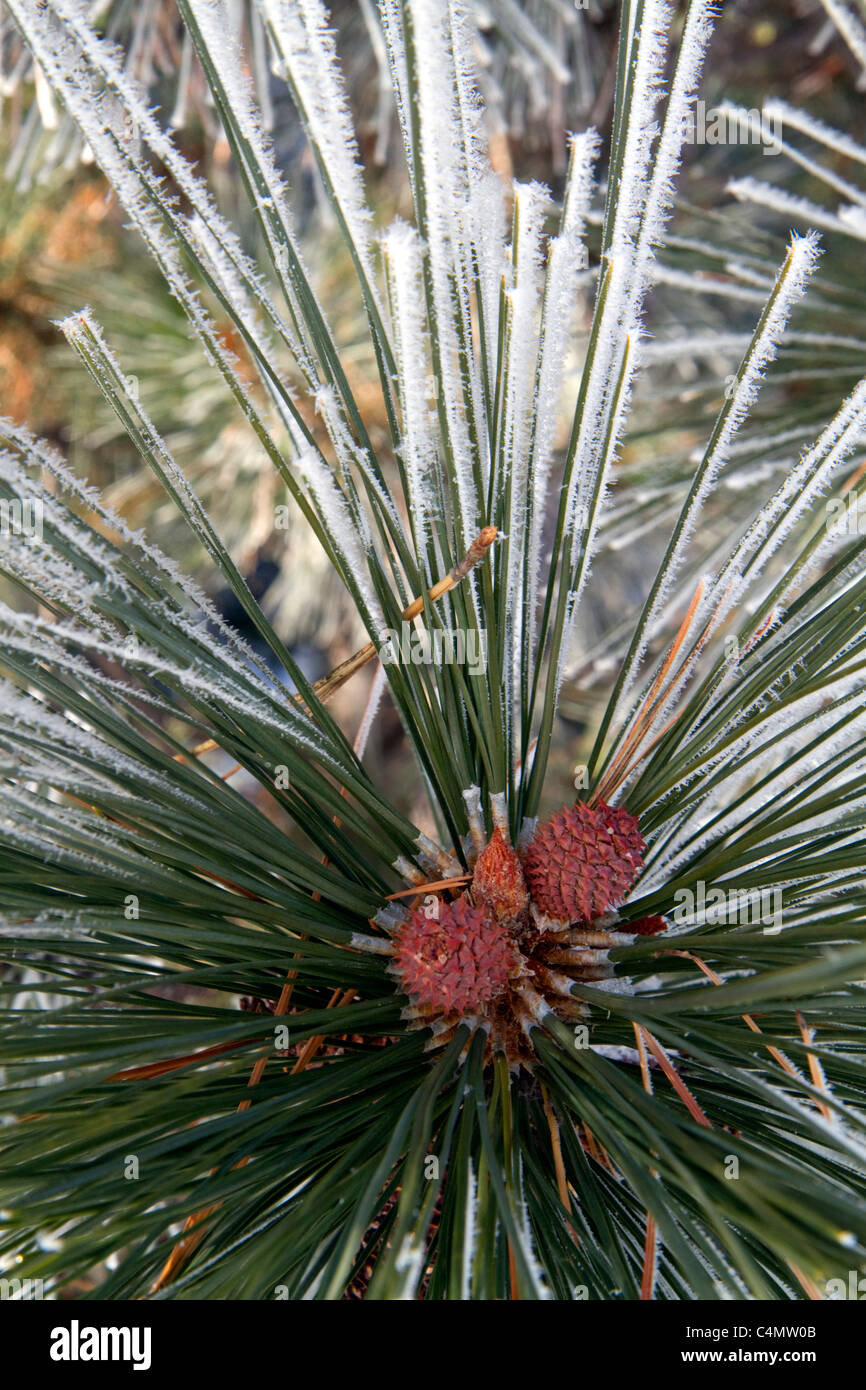Coperto di brina aghi di pino in Valle County, Idaho, Stati Uniti d'America. Foto Stock