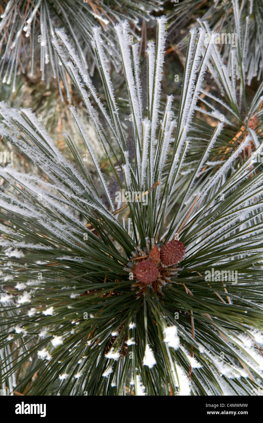 Coperto di brina aghi di pino in Valle County, Idaho, Stati Uniti d'America. Foto Stock